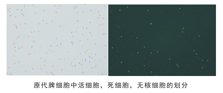 細(xì)胞計(jì)數(shù)儀細(xì)胞劃分圖片